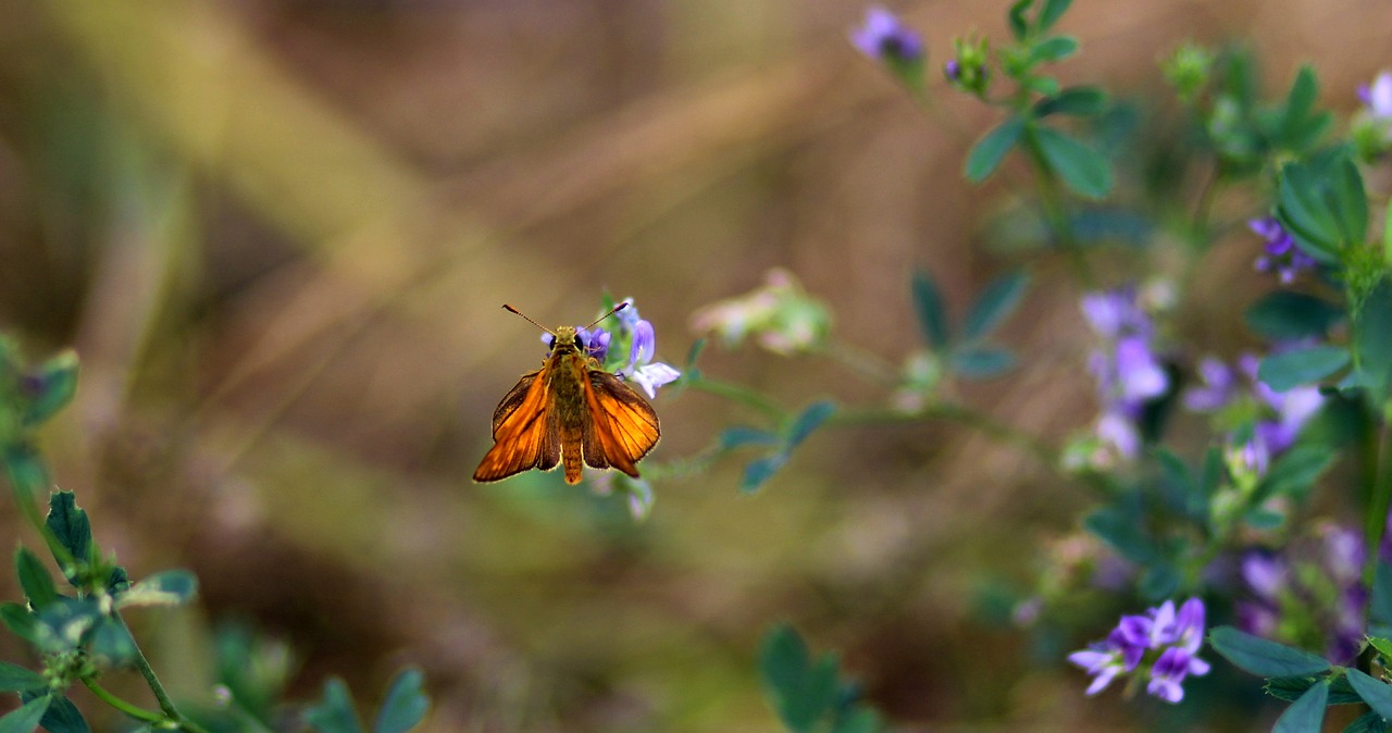 butterfly red flower free photo