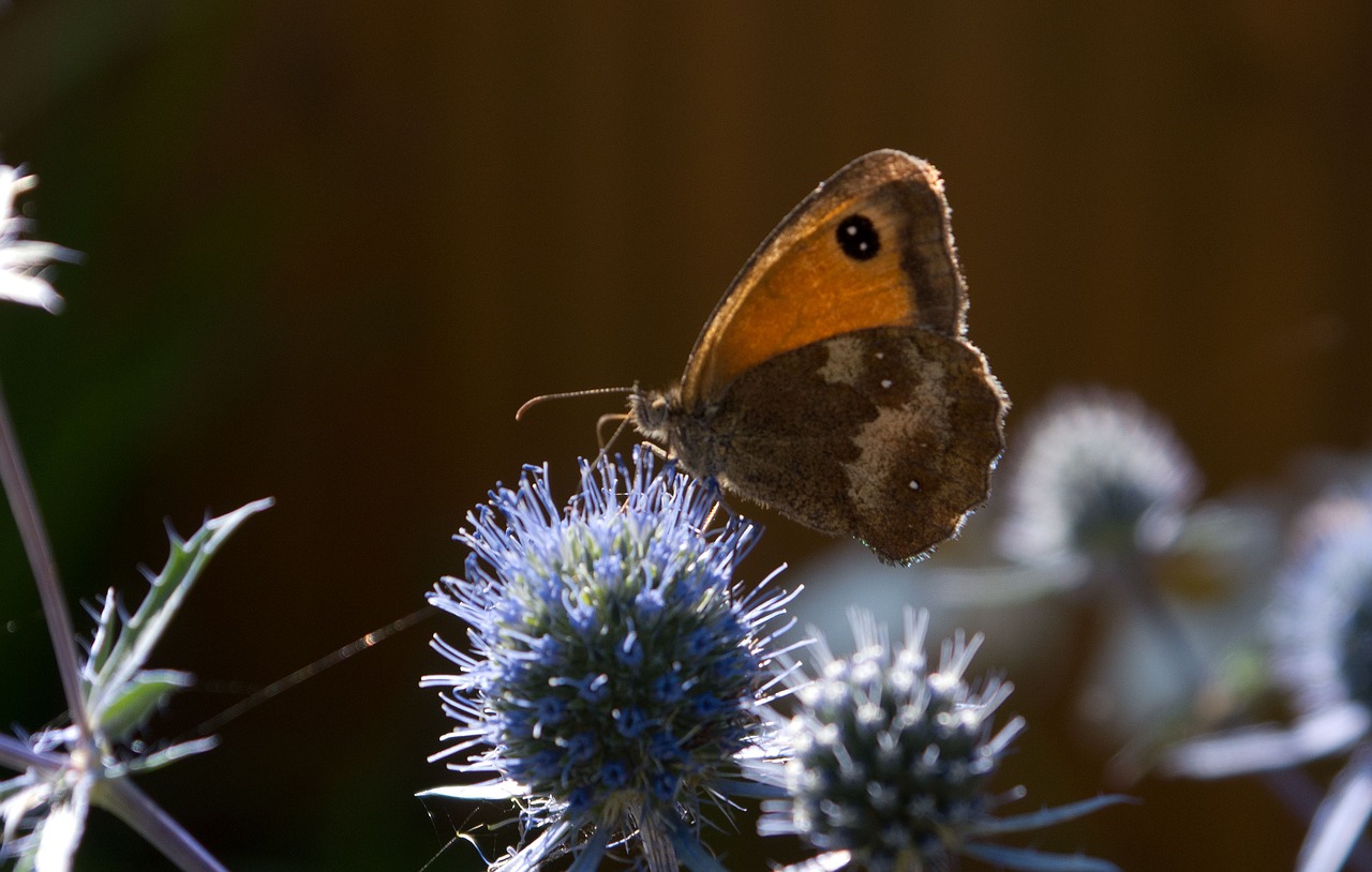 butterfly sea holly summer free photo