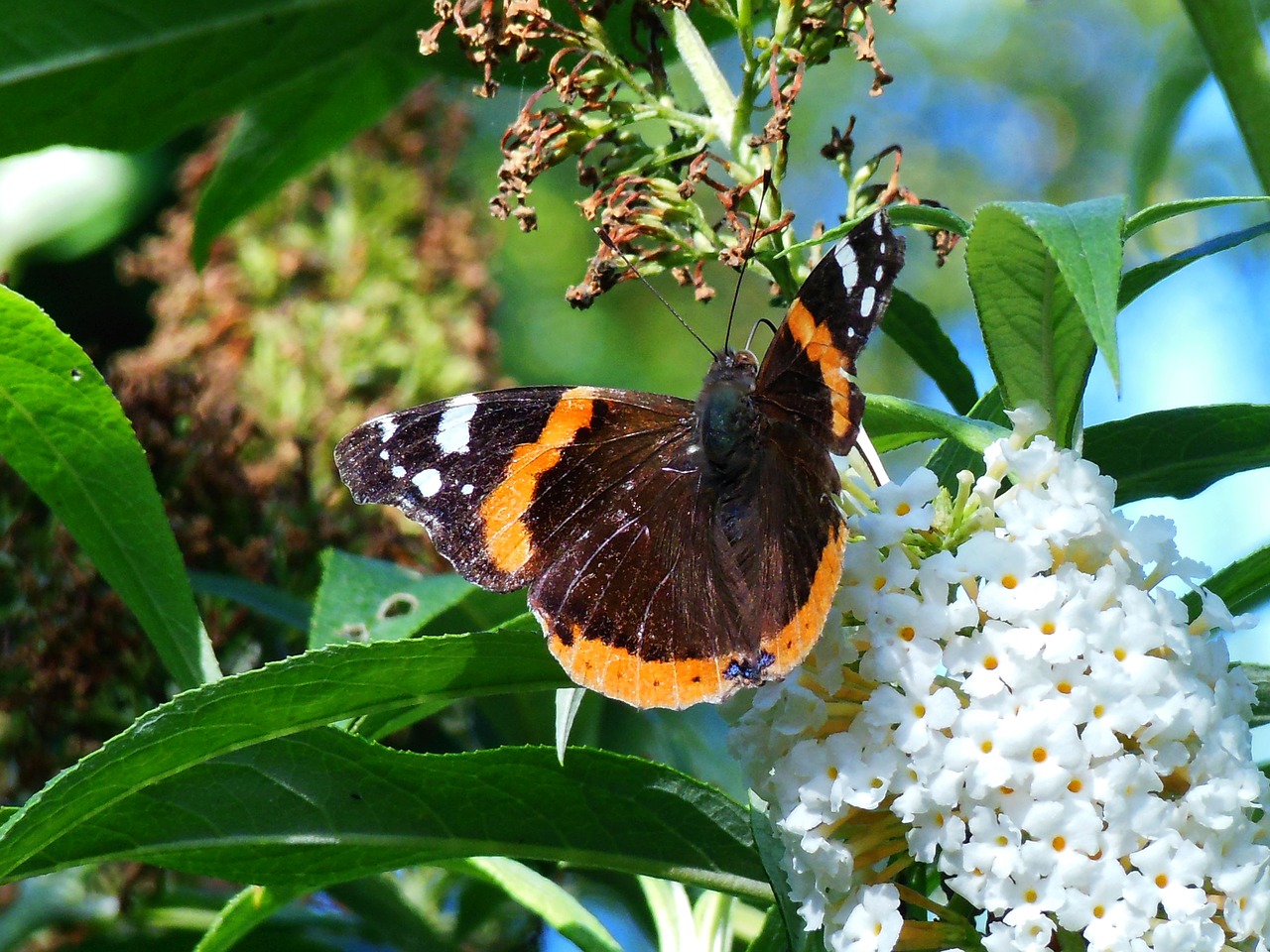 butterfly transformation bug free photo