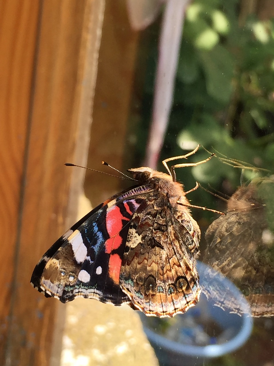 butterfly closeup window free photo