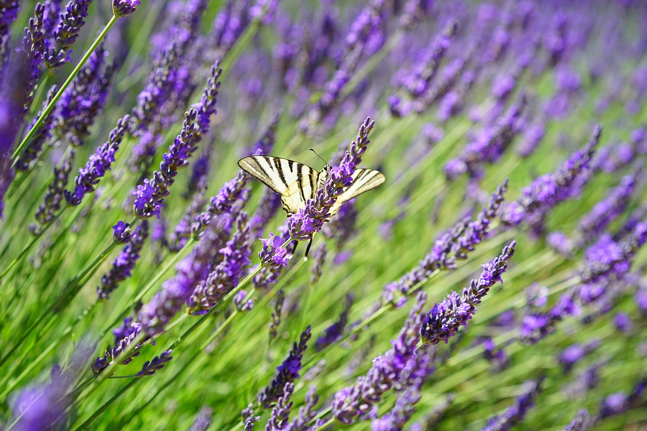 butterfly dovetail lavender field free photo