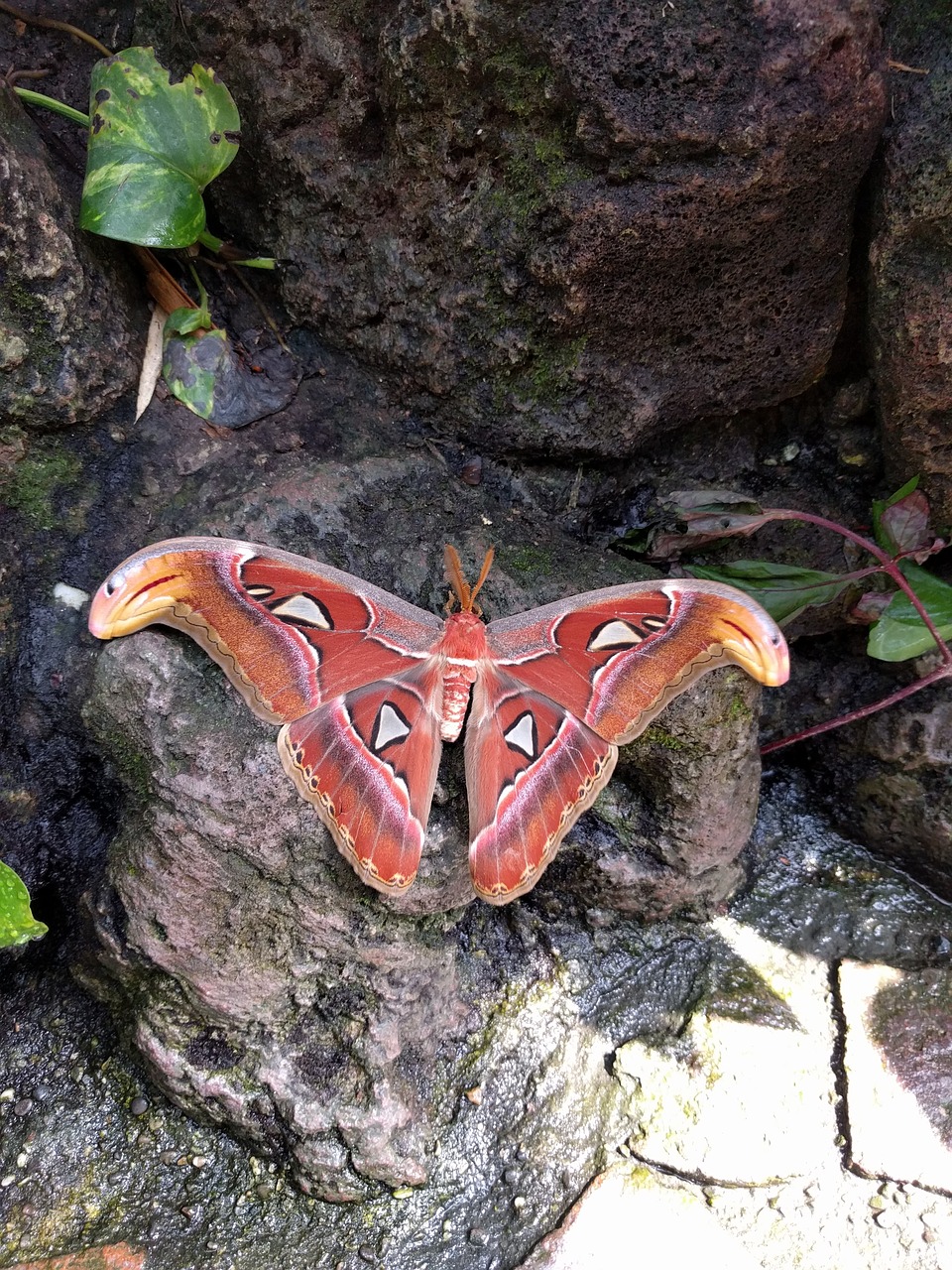 moth butterfly big free photo