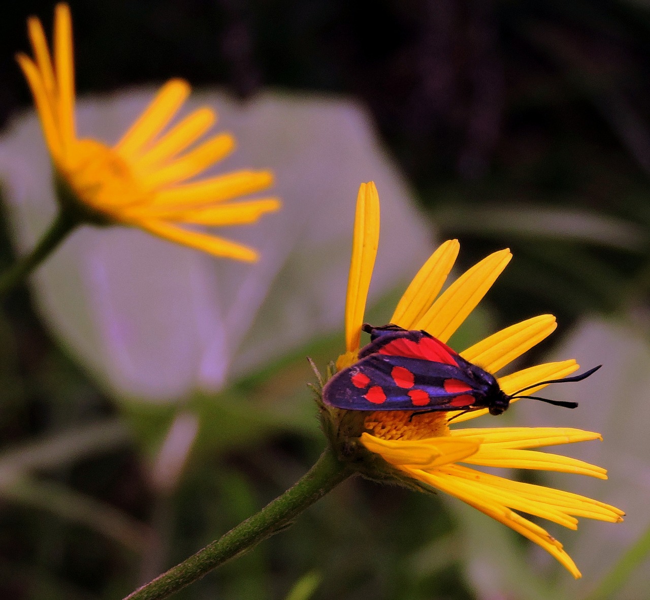 butterfly flower beauty free photo