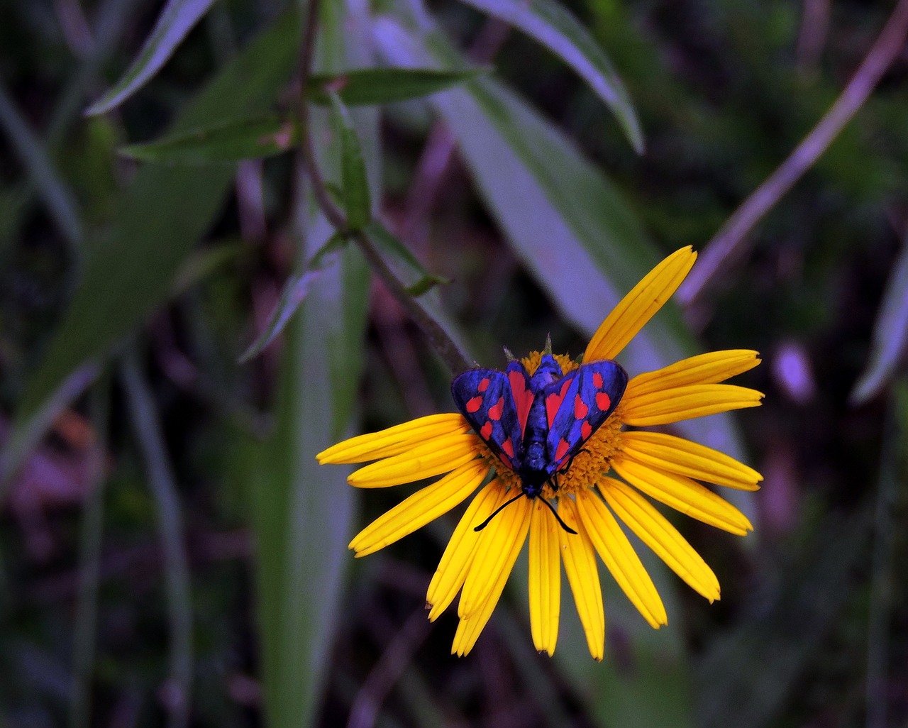 butterfly flower beauty free photo