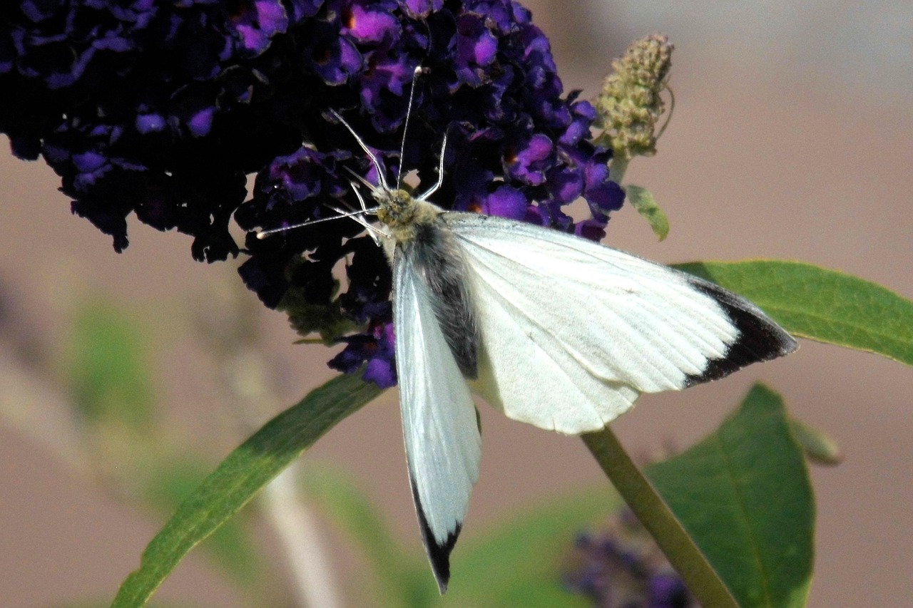 butterfly white insect free photo