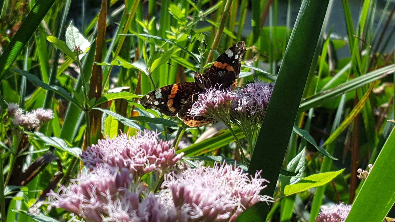 butterfly flower insect free photo