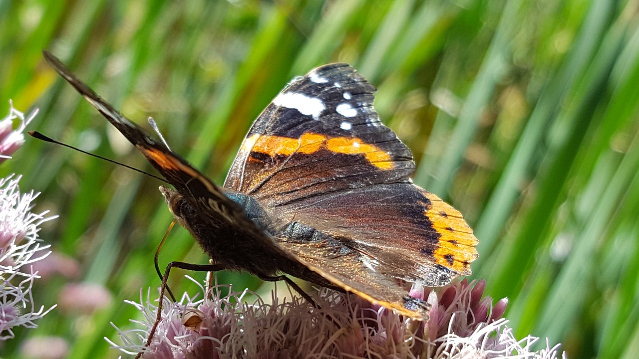 butterfly flower insect free photo