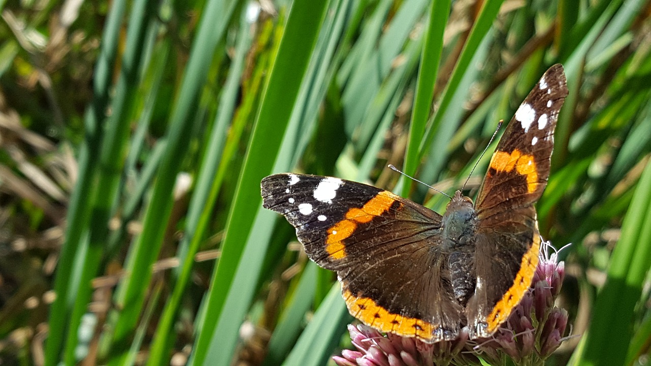 butterfly flower insect free photo