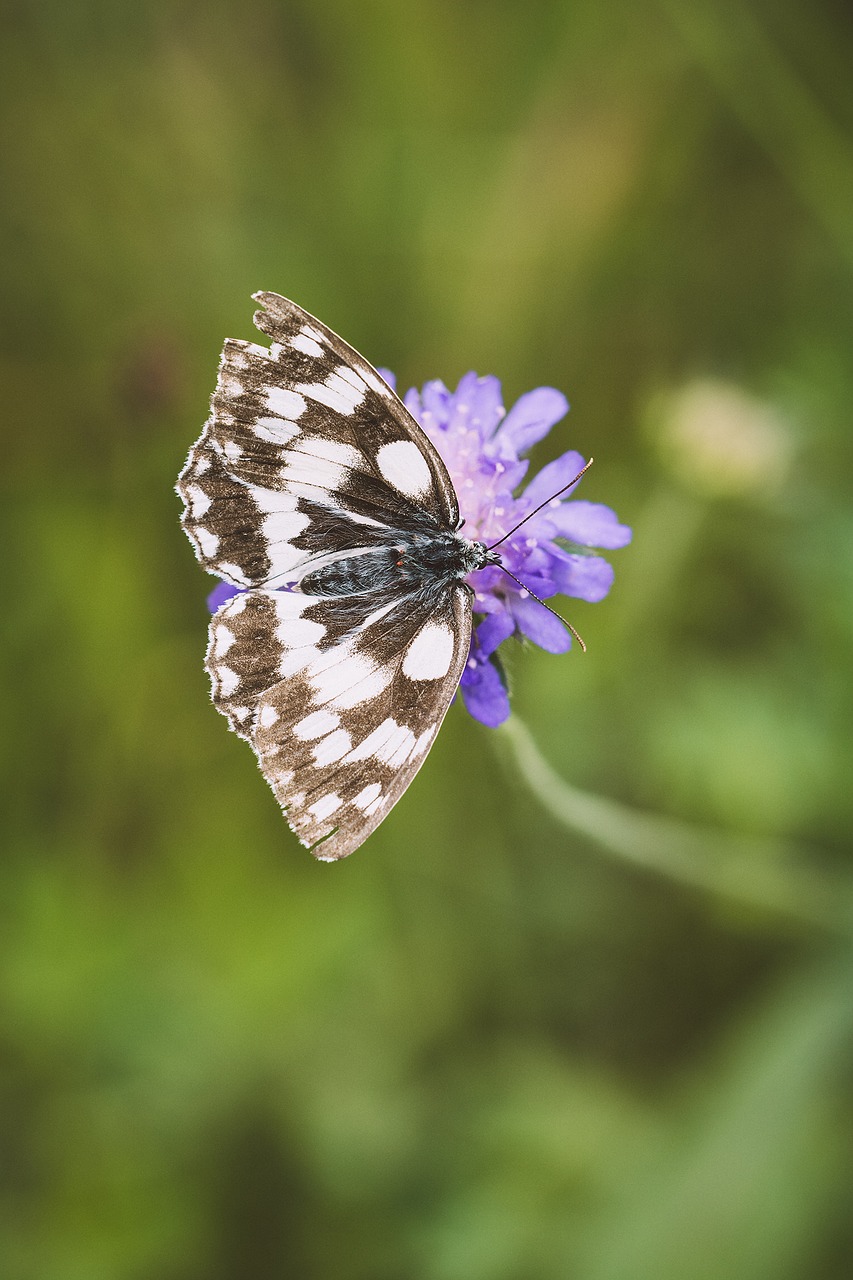 butterfly chess board women's board free photo