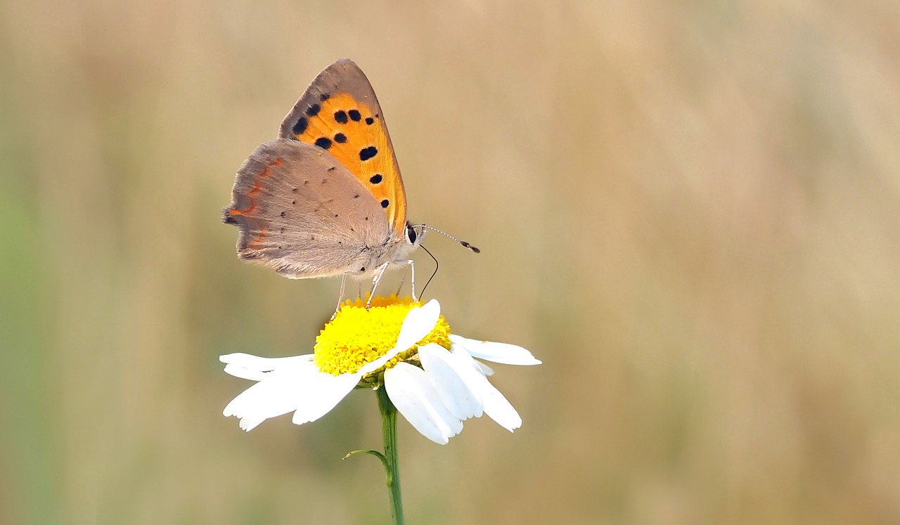 insect nature live free photo