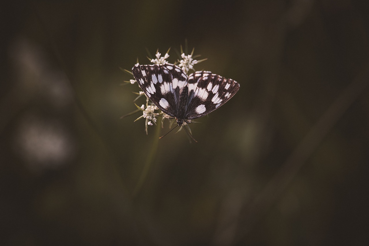 butterfly chess board checkerboard-butterfly free photo