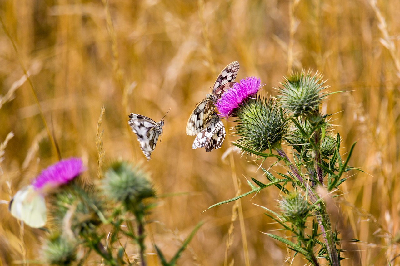 butterfly insect white free photo