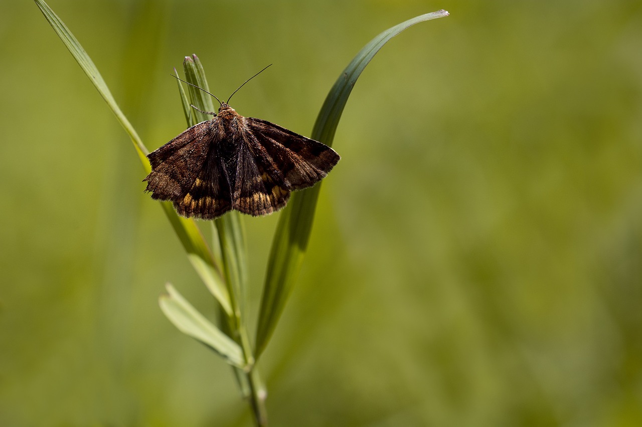 butterfly grass blade of grass free photo