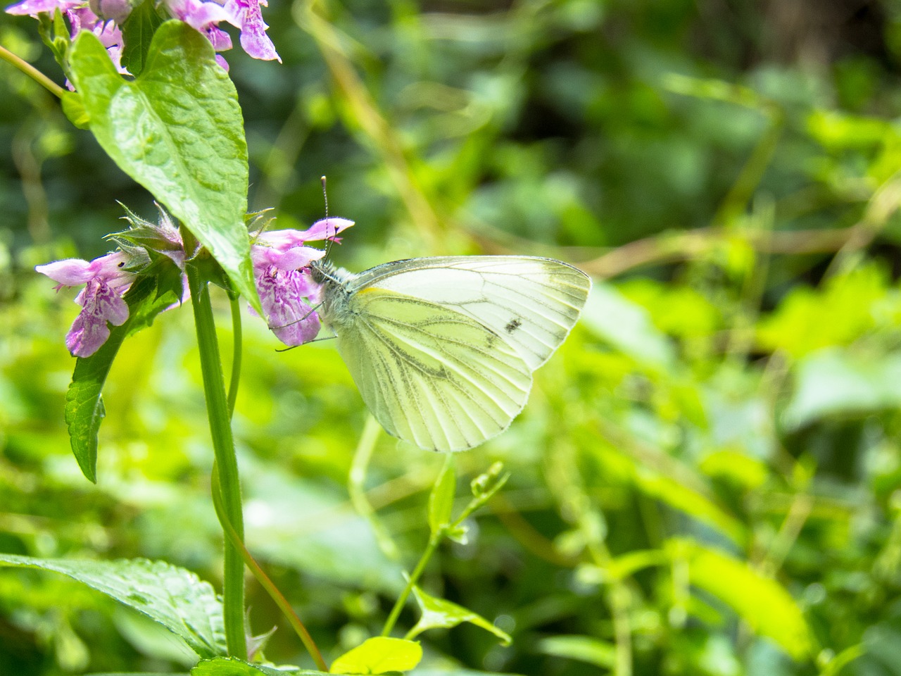 butterfly closeup green free photo