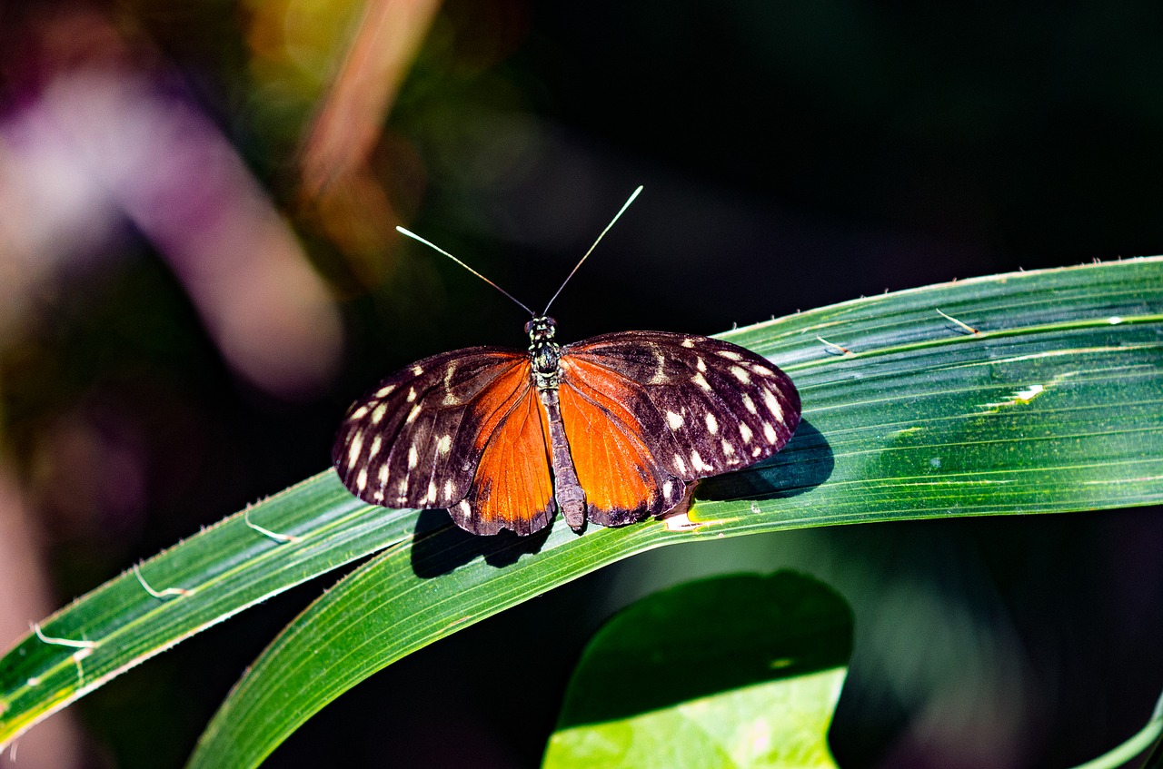 butterfly insect colorful free photo