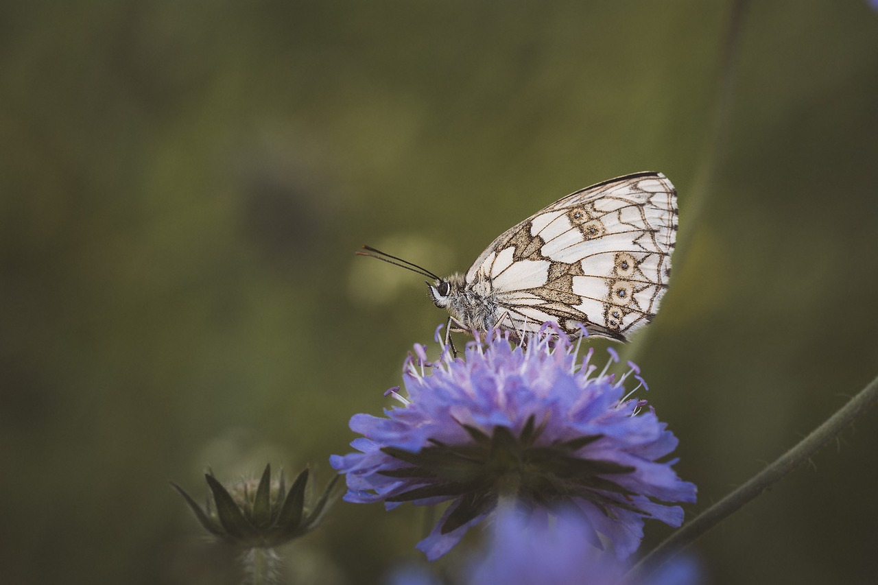 butterfly chess board women's board free photo