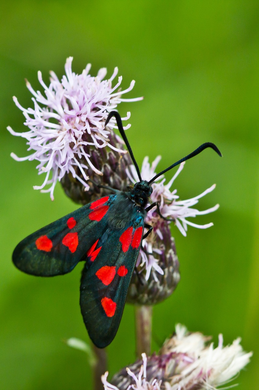 butterfly flower free pictures free photo