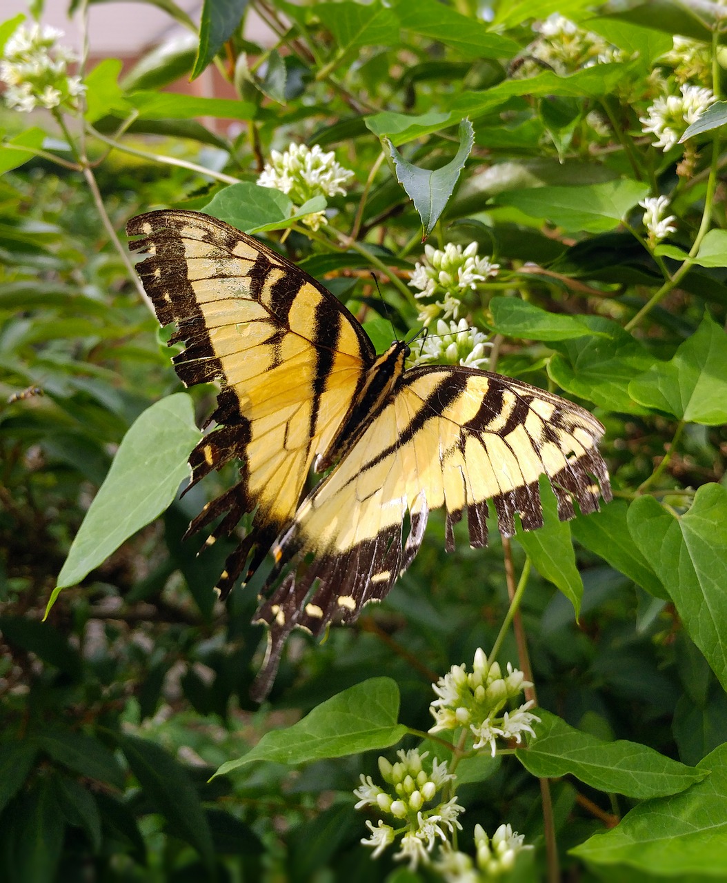 butterfly swallowtail eastern tiger swallowtail free photo