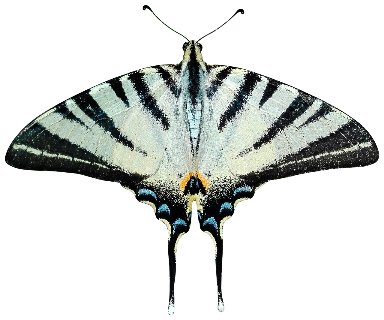 butterfly png transparent free photo