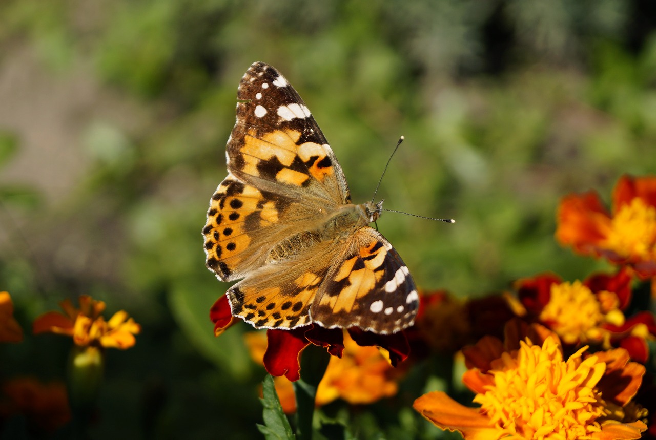 butterfly color nature free photo