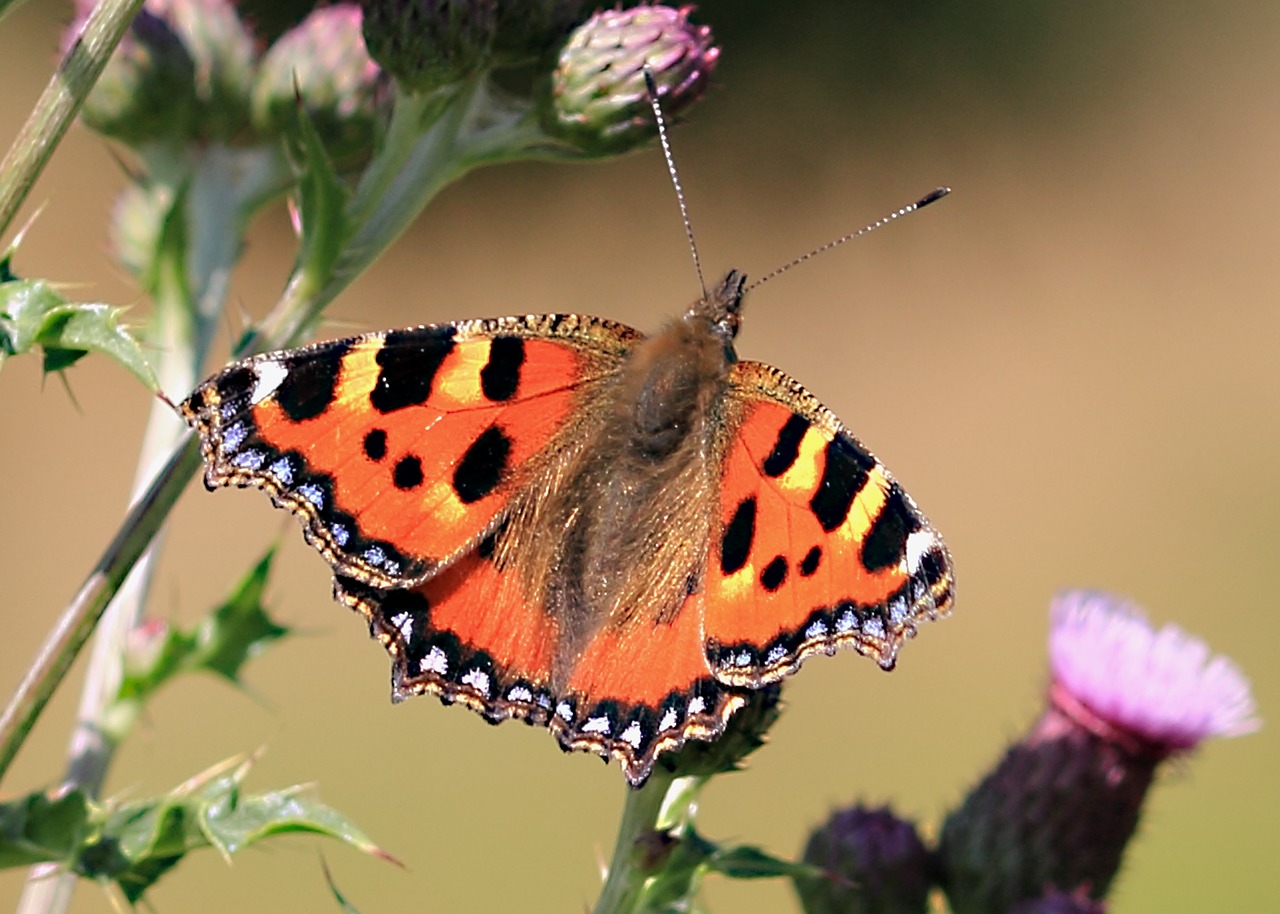 butterfly flower spotted butterfly free photo