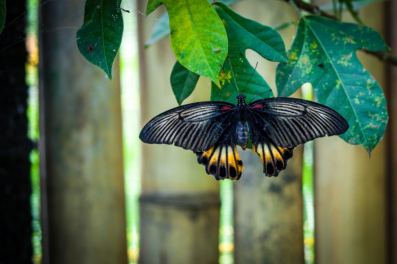 butterfly animal insect free photo