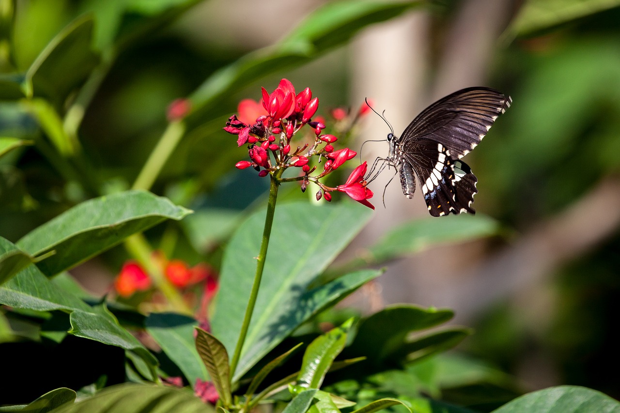 butterfly insect flowers free photo