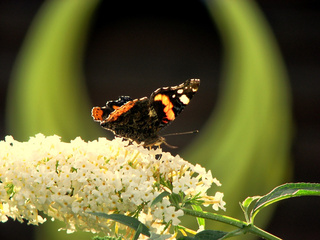 butterfly blossom bloom free photo