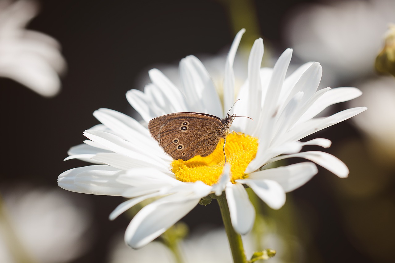 butterfly chimney sweep aphantopus hyperantus free photo