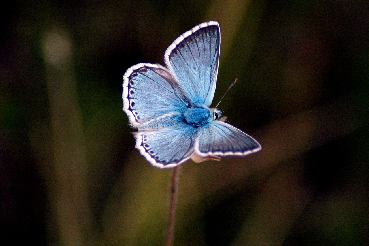 butterfly blue animal free photo