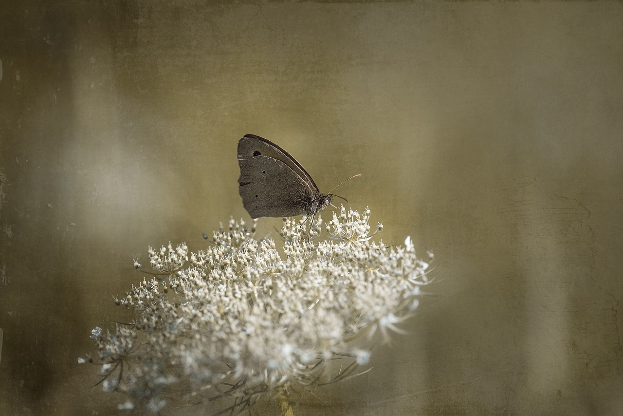 butterfly meadow brown blossom free photo