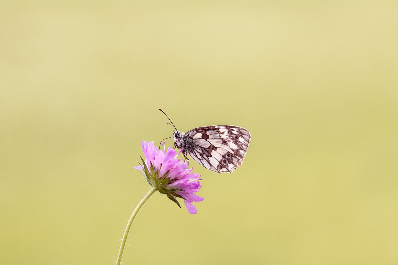 butterfly chess board women's board free photo