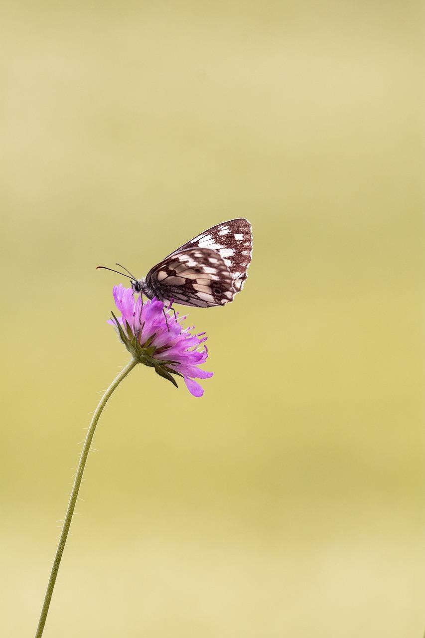 butterfly chess board women's board free photo