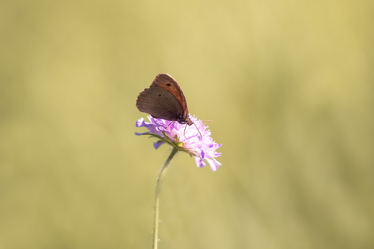 butterfly insect edelfalter free photo