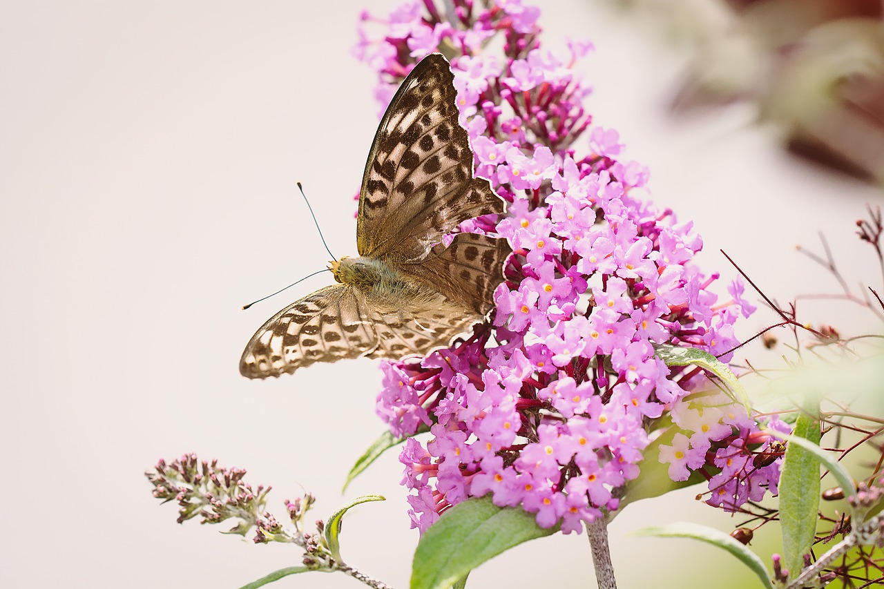 butterfly fritillary edelfalter free photo