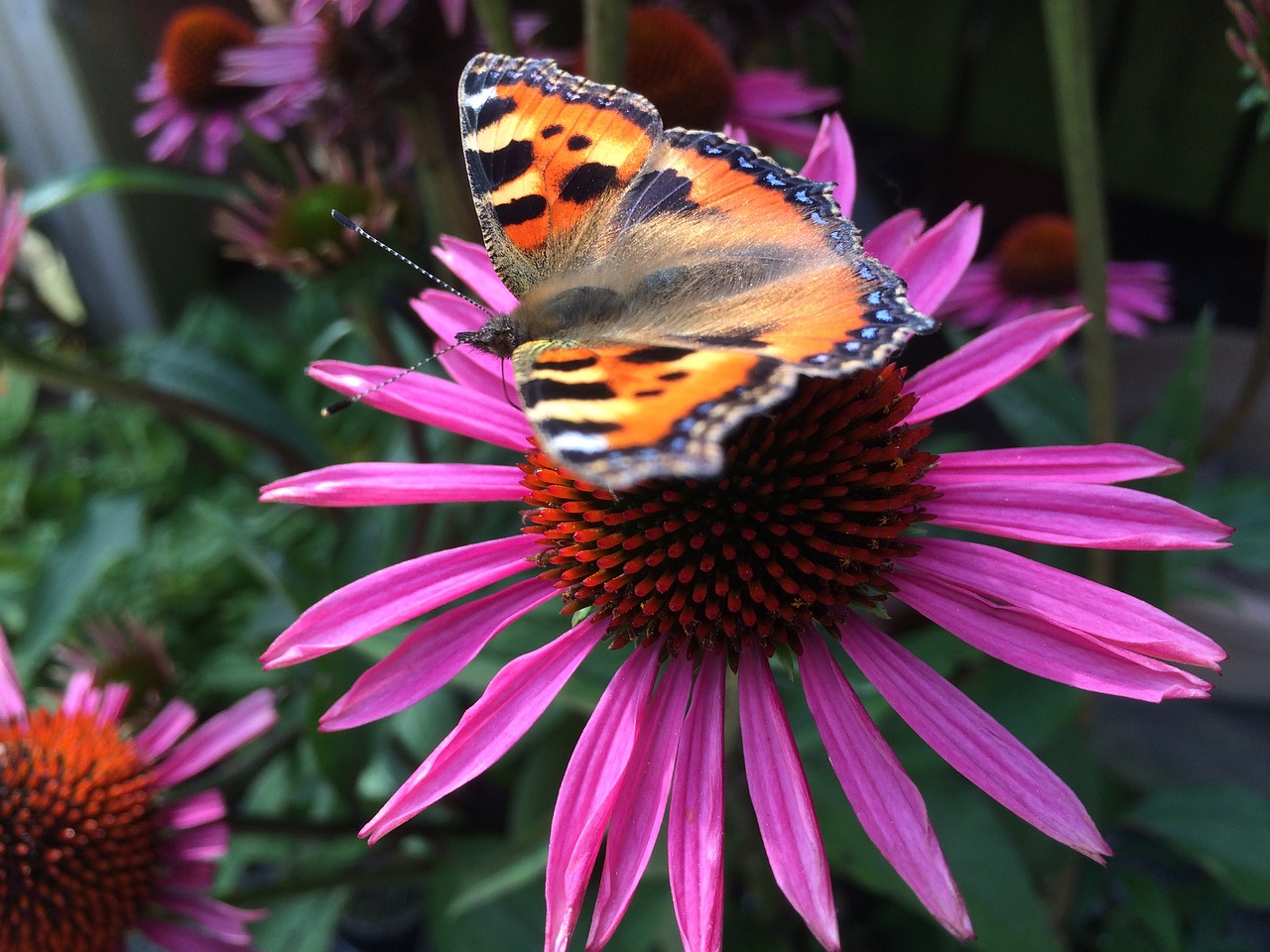 butterfly flower nature free photo