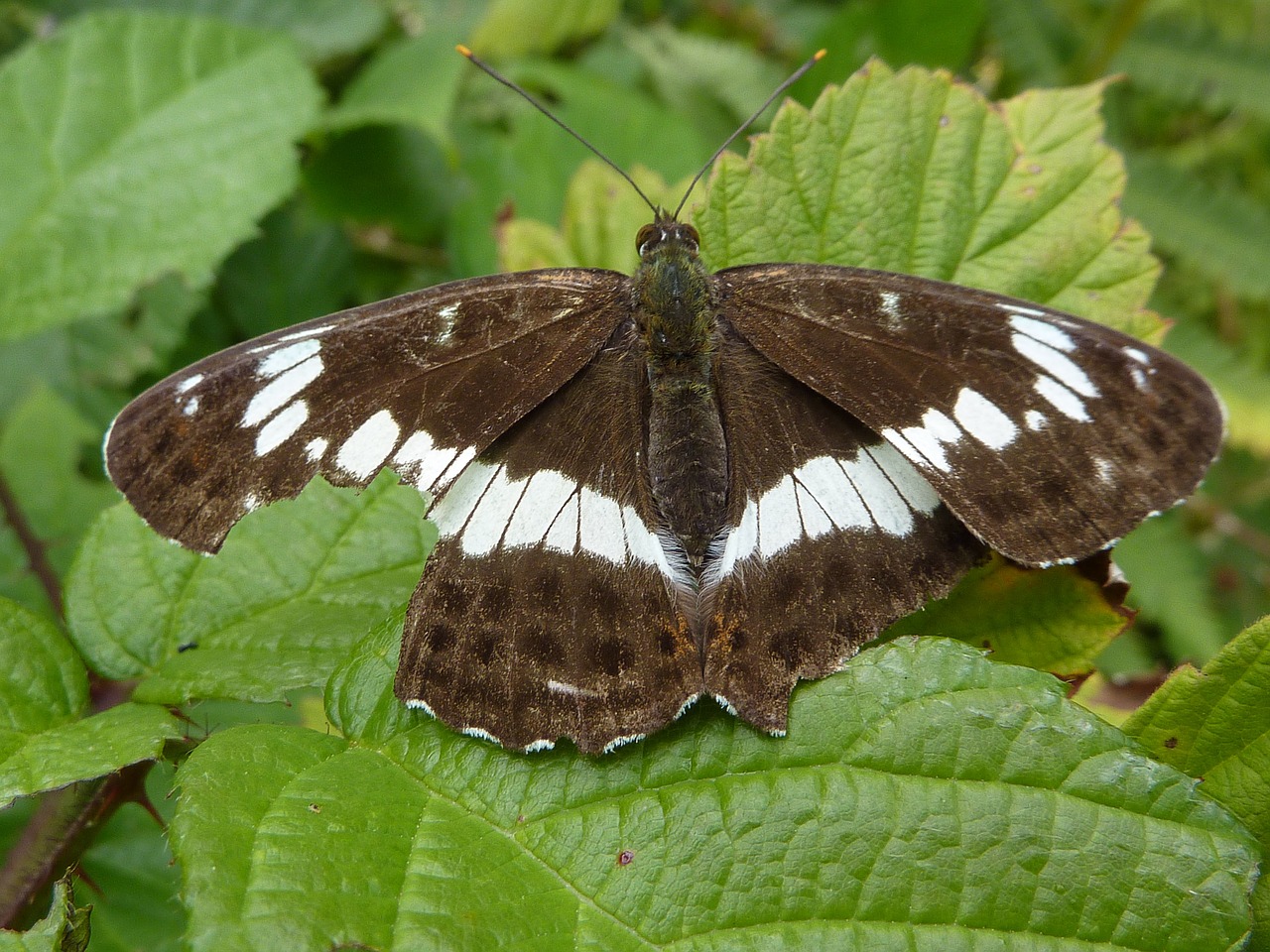 butterfly insect mountain free photo