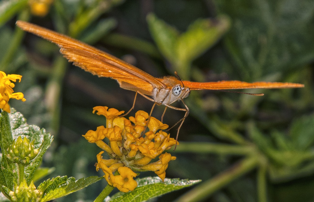 butterfly flower insect free photo