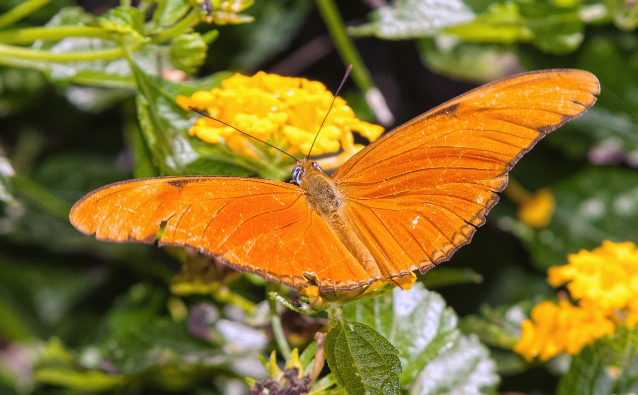 butterfly flower insect free photo