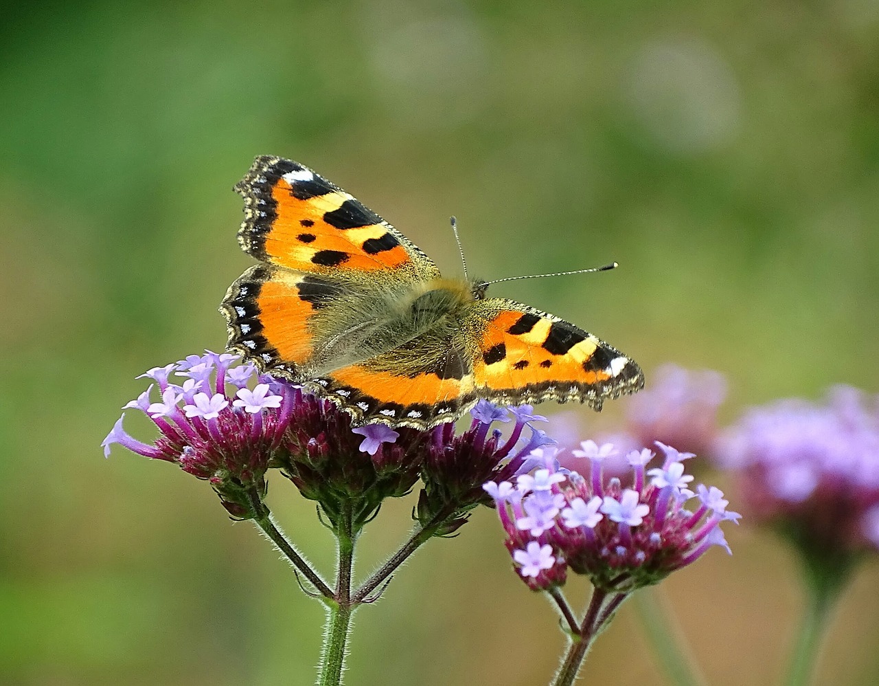 butterfly summer garden free photo