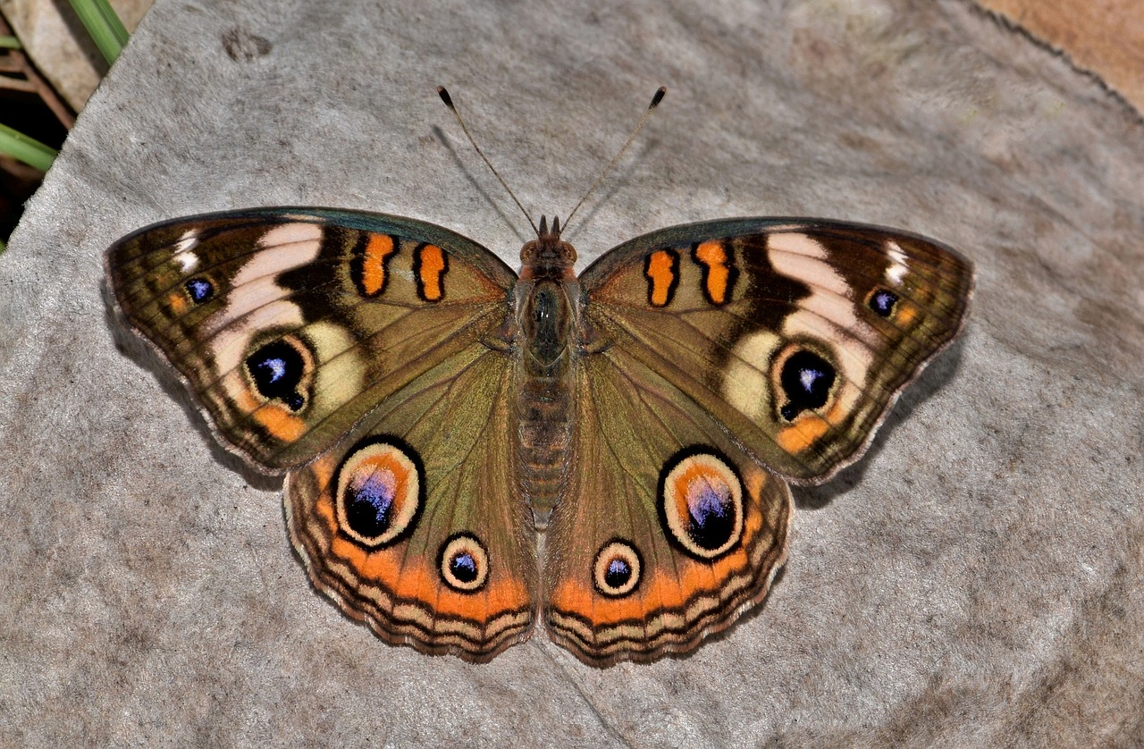 butterfly common buckeye insect free photo