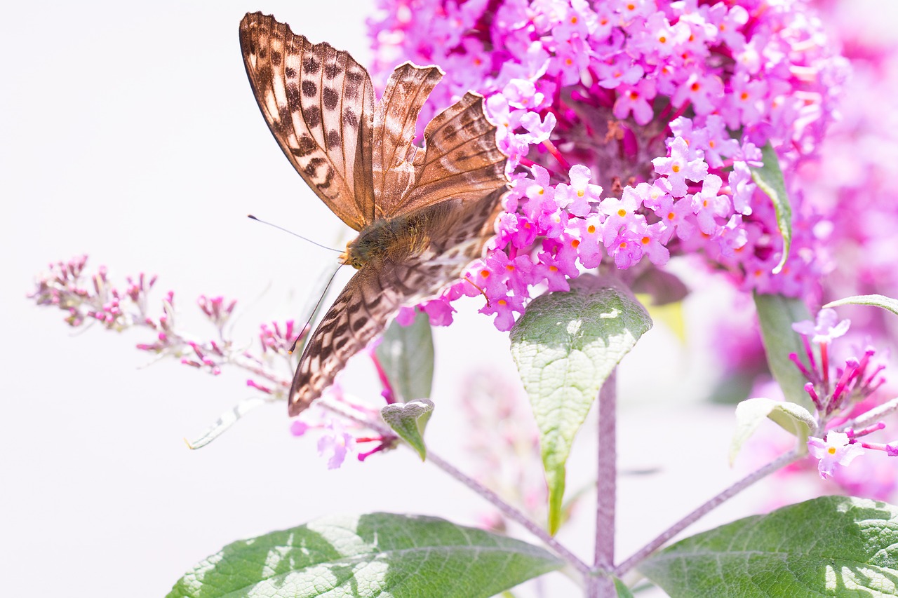 butterfly fritillary edelfalter free photo