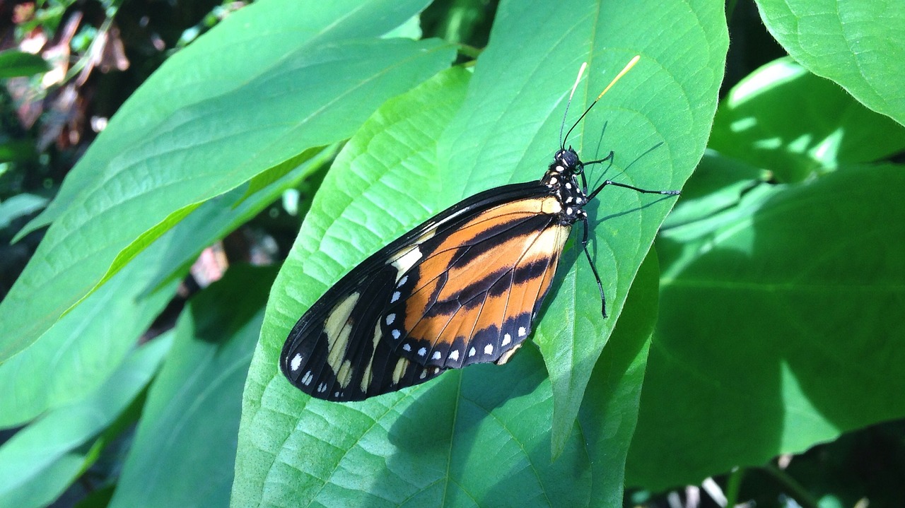 butterfly jungle nature free photo