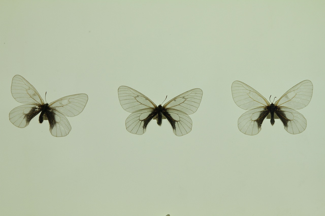 butterfly exhibition stuffed free photo