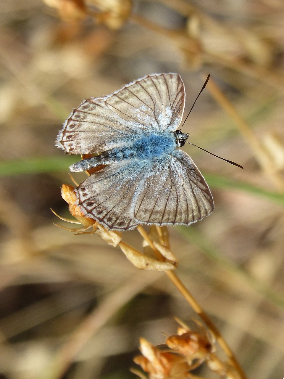 butterfly hispanic polyommatus blue butterfly free photo