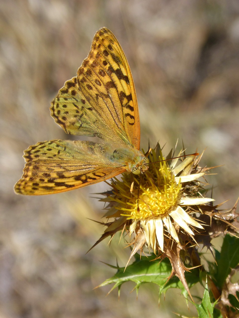 butterfly maiden waves marsh fritillary free photo