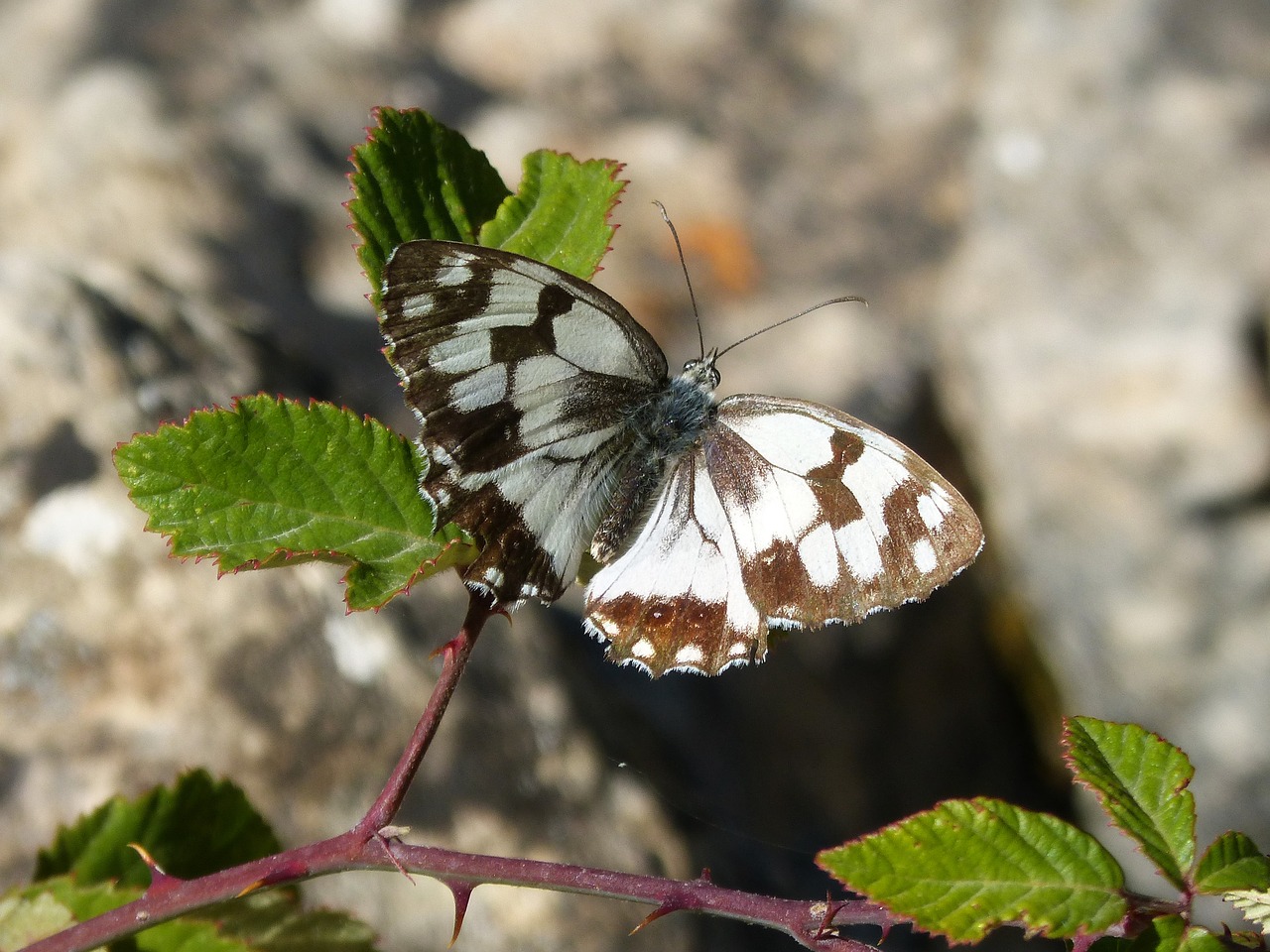 butterfly melanargia lachesis medioluto iberian free photo