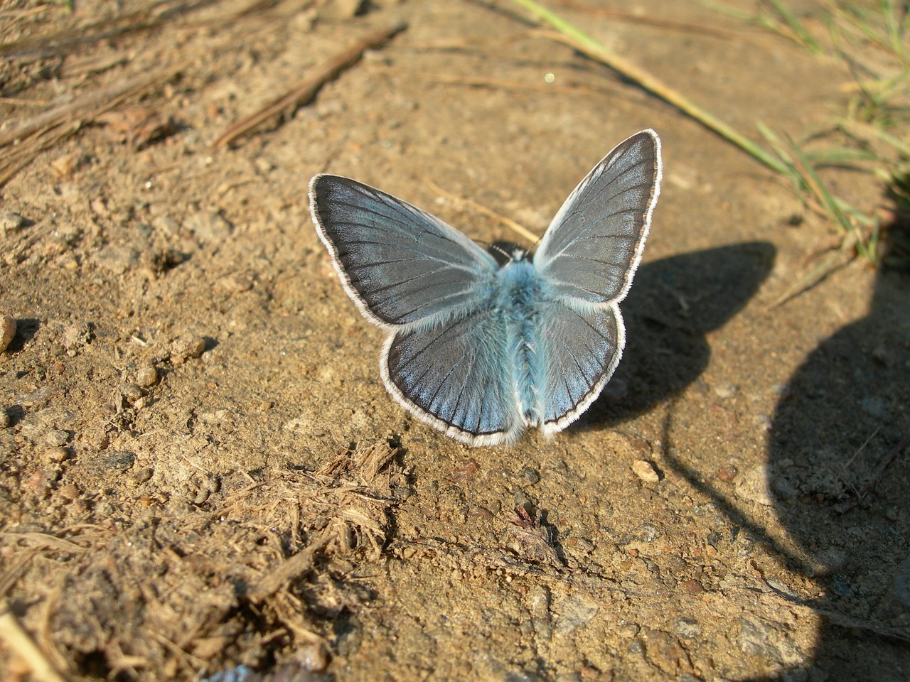 butterfly blue free pictures free photo