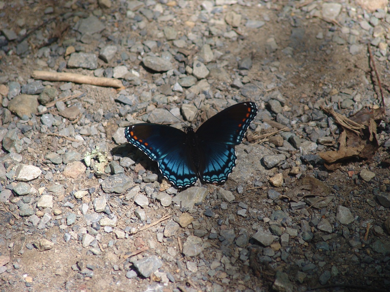 butterfly nature insect free photo