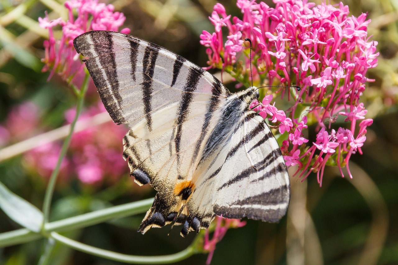 butterfly close white free photo